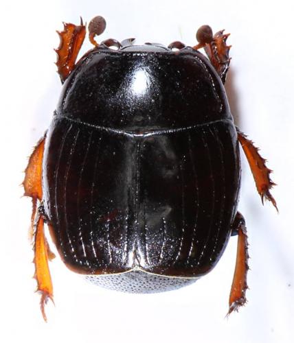 Margarinotus carbonarius carbonarius